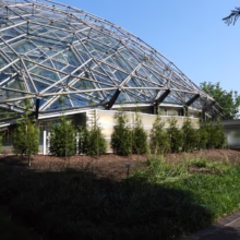 Thuja 'Green Giant' trees planted outside a modern glass dome greenhouse. Evergreen shrubs provide a lush, green landscape.