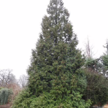 Thuja 'Green Giant': Tall evergreen tree with dense, pyramidal shape and vibrant green foliage, perfect for privacy screens and landscaping.