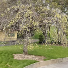 Ulmus glabra ‘Pendula’ weeping tree with cascading branches and delicate yellow blossoms, a graceful focal point for any garden