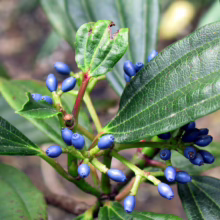 Viburnum davidii with glossy green leaves and clusters of vibrant blue berries, a beautiful evergreen shrub