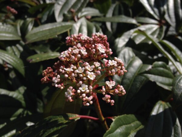 <i>Viburnum davidii</i>