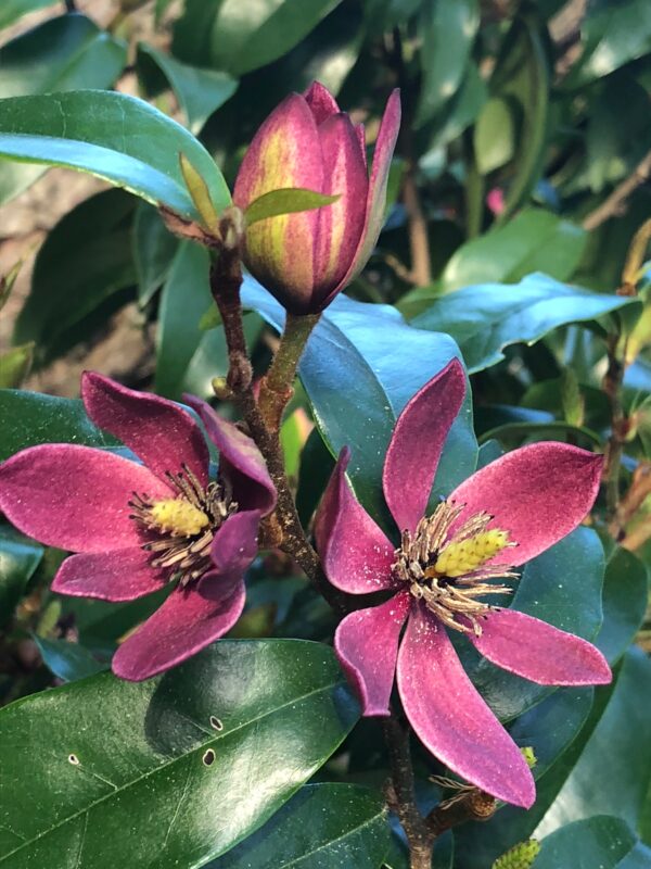 <i>Michelia x</i> 'Stellar Ruby'