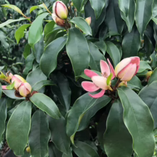 Michelia 'Stellar Ruby' close-up: Glossy green leaves surround buds and partially open pink flowers.