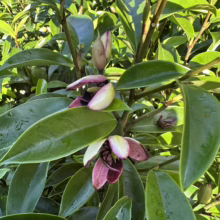 Michelia 'Stellar Ruby' close-up: glossy green leaves and unique burgundy-cream flowers in partial bloom.