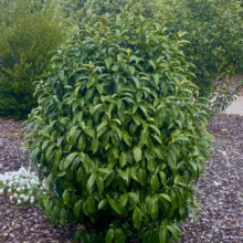 Michelia 'Stellar Ruby' shrub: Lustrous, dark green leaves form a dense, rounded shape. Perfect for adding evergreen structure to gardens.