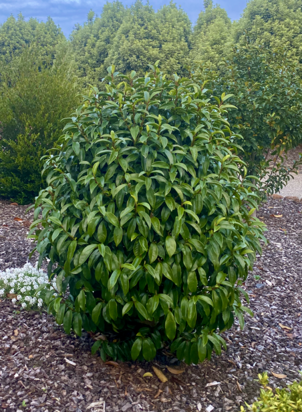 <i>Michelia x</i> 'Stellar Ruby' - Image 3