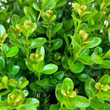 Lush Buxus 'Freedom' shrub close-up; vibrant green foliage, compact evergreen plant, ideal for hedges and topiary.