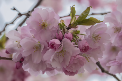 Close-up of a cluster of delicate pink cherry blossoms on a branch, with a few budding green leaves visible. The soft focus highlights the beauty of these spring flowers, perfect for a Leafland home garden.