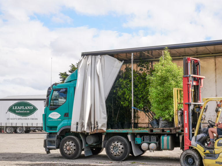 Leafland NZ plant delivery: A green truck, partially covered, is being loaded with trees by a Komatsu forklift. The truck displays "LEAFLAND QUALITY SPECIMEN TREES.