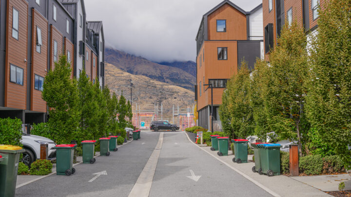 Carpinus betulus 'Fastigiata' in Queenstown lining residential street.