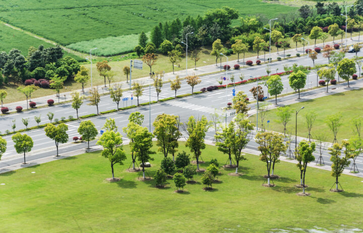 Avenue trees line a road bordered by green grass and fields. These trees transform the landscape, adding beauty and shade to the area.