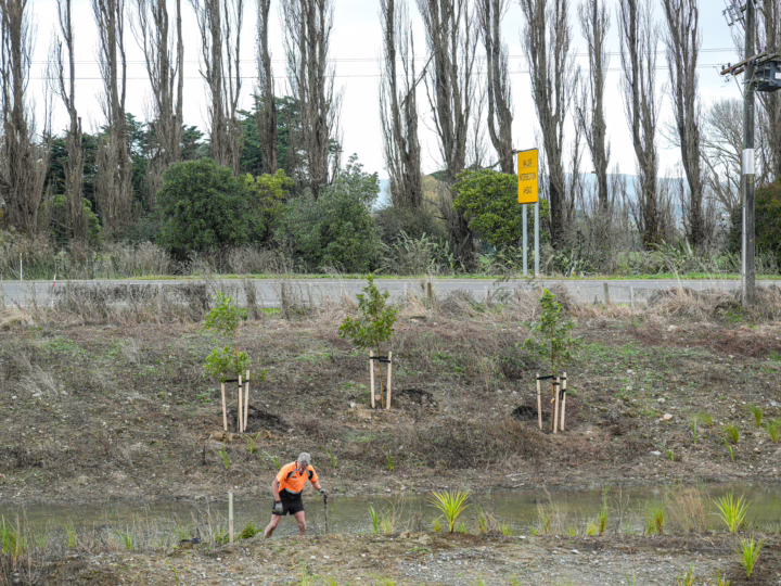 A man plants trees near a stream, part of a tree planting guide, with a road and tall trees in the background. A yellow sign reads "Major Streeton Road.