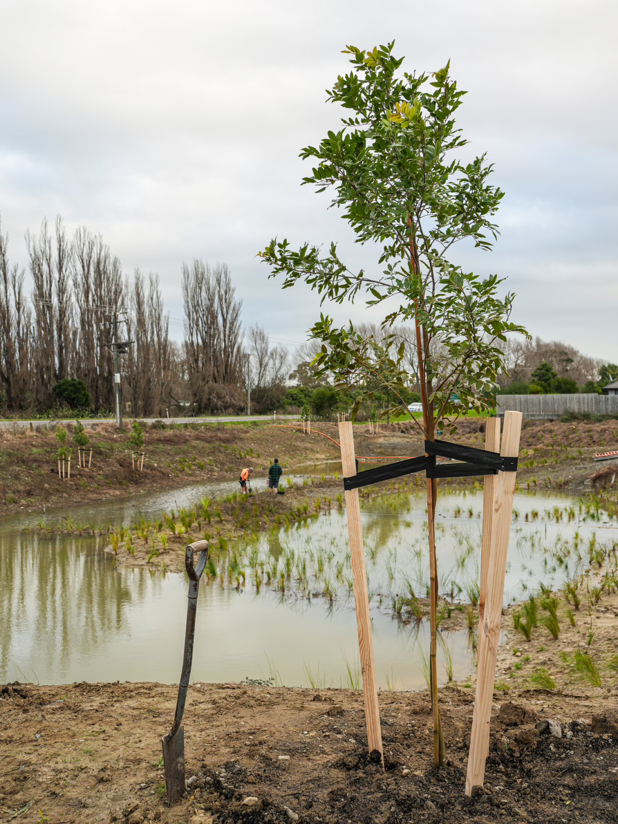 Newly planted tree supported by stakes, part of a tree planting guide initiative. Workers plant more trees along a constructed wetland area, cloudy sky above.