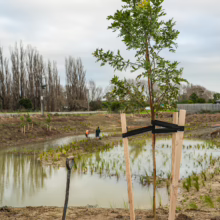 Newly planted tree supported by stakes, part of a tree planting guide initiative. Workers plant more trees along a constructed wetland area, cloudy sky above.