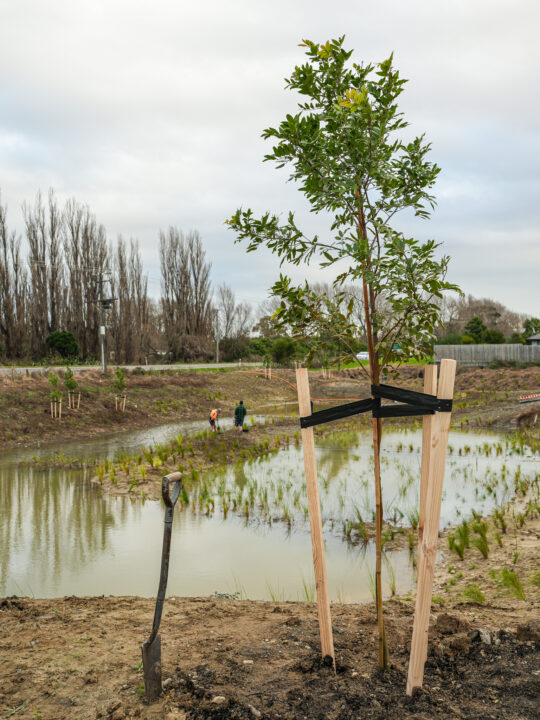 Alectryon excelsus planted by Flourishing Landscapes.