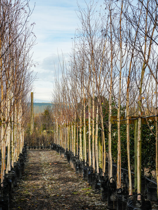 Winter Trees That Make Your Garden Feel Alive 5 Betula utilis subsp. jacquemontii (Himalayan Birch) line in Leafland Nursery