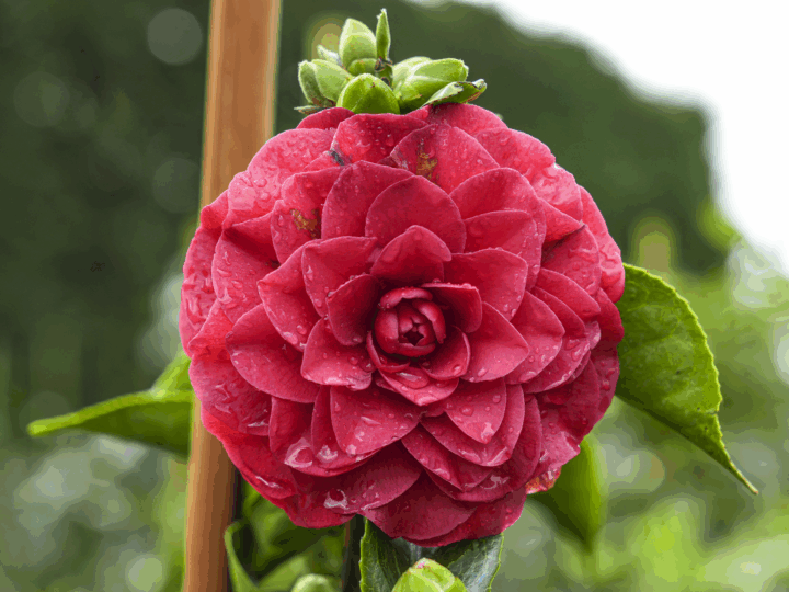 Winter Trees That Make Your Garden Feel Alive 1 Camellia japonica 'Roger Hall' Flower