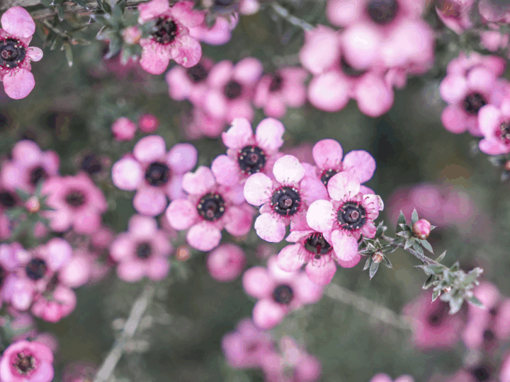 Winter Trees That Make Your Garden Feel Alive 6 Leptospermum scoparium 'Wiri Shelley' (Manuka) Flowers