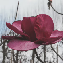 A vibrant, deep pink magnolia blossom adds winter garden colour against a backdrop of bare branches and a cloudy sky. The single flower is in full bloom, showcasing its rich texture and form.