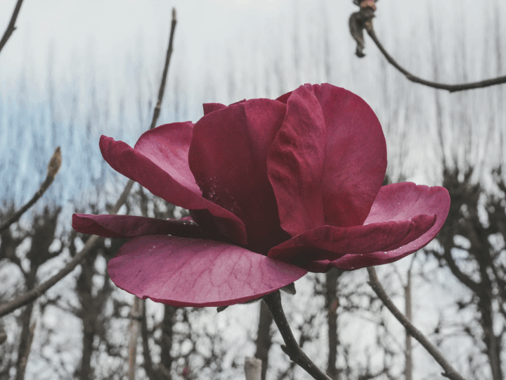 Winter Trees That Make Your Garden Feel Alive 3 Magnolia 'Felix' Flower