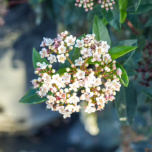 Clusters of creamy white viburnum flowers add winter garden colour, offering visual interest and texture to the winter landscape. Green leaves provide a vibrant backdrop.