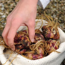 Hand selecting Gladiolus (mixed) bulbs with roots in a woven basket, ready for planting