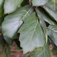 Quercus crassifolia leaves: Thick, leathery, dark green foliage with prominent veins and slightly serrated edges, showcasing the tree's robust texture.