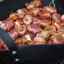 Gladiolus bulbs in mixed colors, ready for planting. These bulbs promise vibrant blooms in your garden.