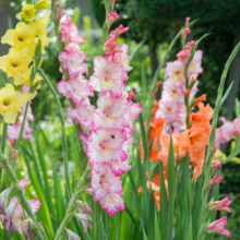 Tall Gladiolus flowers in yellow, pink, and orange, showcasing vibrant summer garden colors