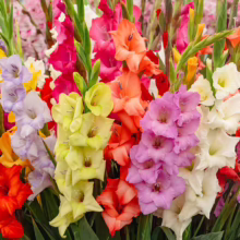 Bouquet of colorful Gladiolus flowers in shades of red, pink, yellow, orange, purple, and white; vibrant Gladiolus mix