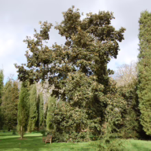 Mature Quercus crassifolia tree with dense, rounded crown in a park setting, surrounded by evergreens and a bench.