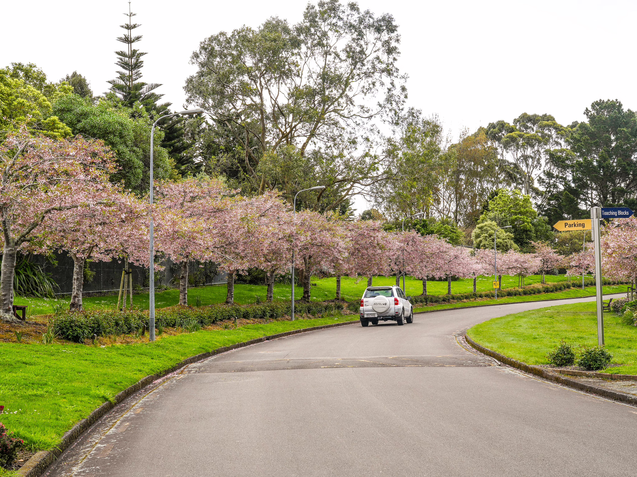 Road lined with pink cherry blossom trees leading to a parking area. A sign reads "Parking" and "Teaching Blocks." This scene illustrates a beautiful spring day, relevant to understocking grafted trees.