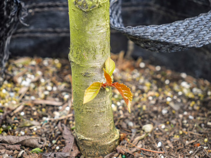 New growth on the understock of an understocking grafted tree, with green and red leaves emerging from the trunk.