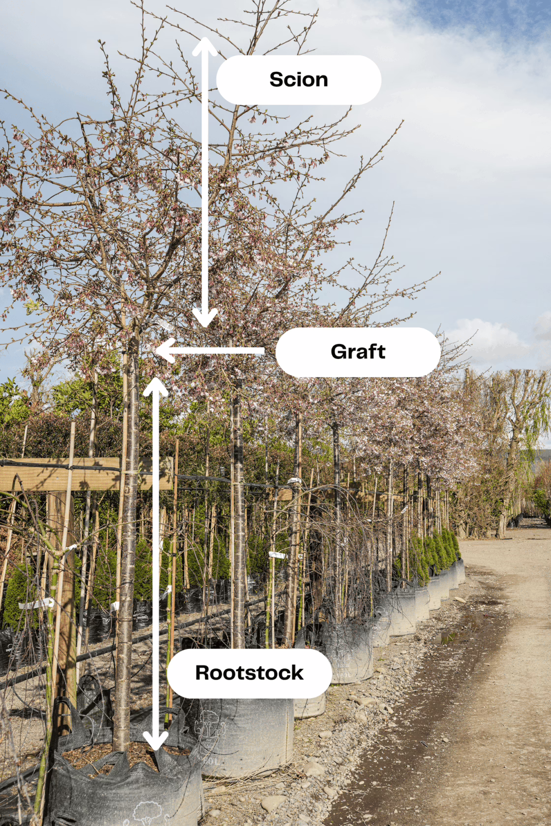 Understocking grafted trees in spring, showing the rootstock, graft, and scion. Trees in pots line a gravel path at a plant nursery.