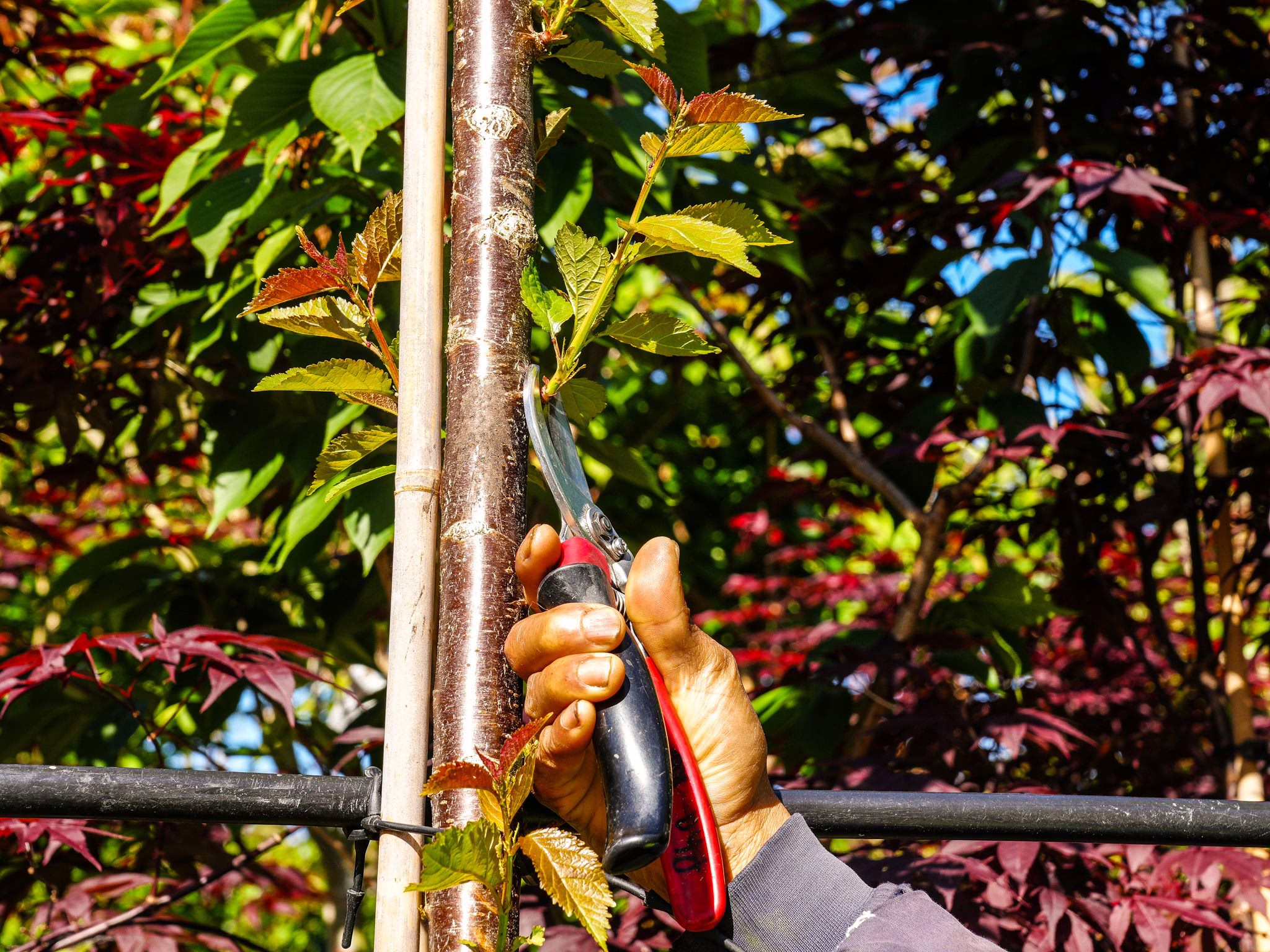 Understocking grafted trees: close-up of pruning shears trimming new growth on a tree trunk supported by a stake, surrounded by vibrant red and green foliage.