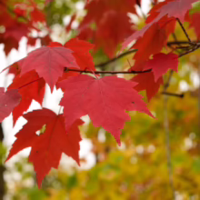 Vibrant red maple leaves on a branch, showcasing the beauty of autumn foliage against a blurred background of yellow and green fall colors.