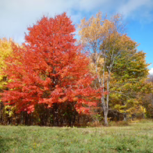 Vibrant autumn foliage with a striking red maple tree as the focal point, surrounded by yellow and green trees against a partly cloudy blue sky. Fall colors paint a picturesque landscape.