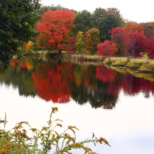 Autumn scene with vibrant red and orange trees reflected in a calm lake. Green trees and goldenrod frame the water, showcasing the beauty of fall foliage.