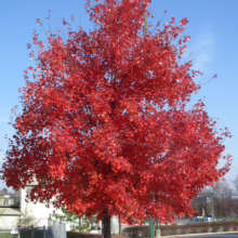 Vibrant red maple tree in full autumn foliage against a clear blue sky. Leaves cover the ground around the trunk, next to a parking lot and sidewalk.