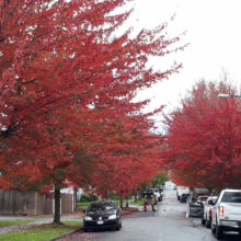 Autumn street scene with vibrant red maple trees lining the road. Cars are parked along the wet pavement, reflecting the overcast sky. Fallen leaves dot the sidewalk, signaling the change of season.