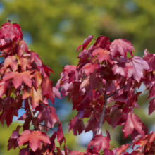 Crimson maple leaves against a blurred green and blue background. The vibrant red foliage stands out in sharp contrast, showcasing the tree's beauty.