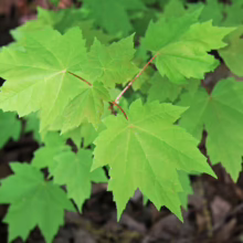 Bright green maple leaves with sharply pointed lobes, showcasing their vibrant color and intricate vein patterns.