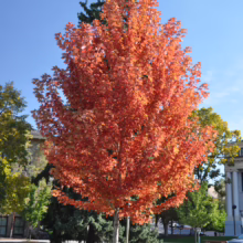 A vibrant orange maple tree stands on a green lawn against a clear blue sky. Buildings and other trees in autumn colors are visible in the background.