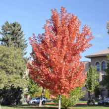Brilliant red maple tree stands out on a sunny day in a park-like setting. The tree's vibrant foliage contrasts with the green lawn and other trees, creating a beautiful autumn scene.
