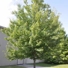 A vibrant green maple tree stands tall on a sunny lawn, its leaves lush against a blue sky and modern building. The tree's full canopy offers shade, enhancing the landscape's beauty.