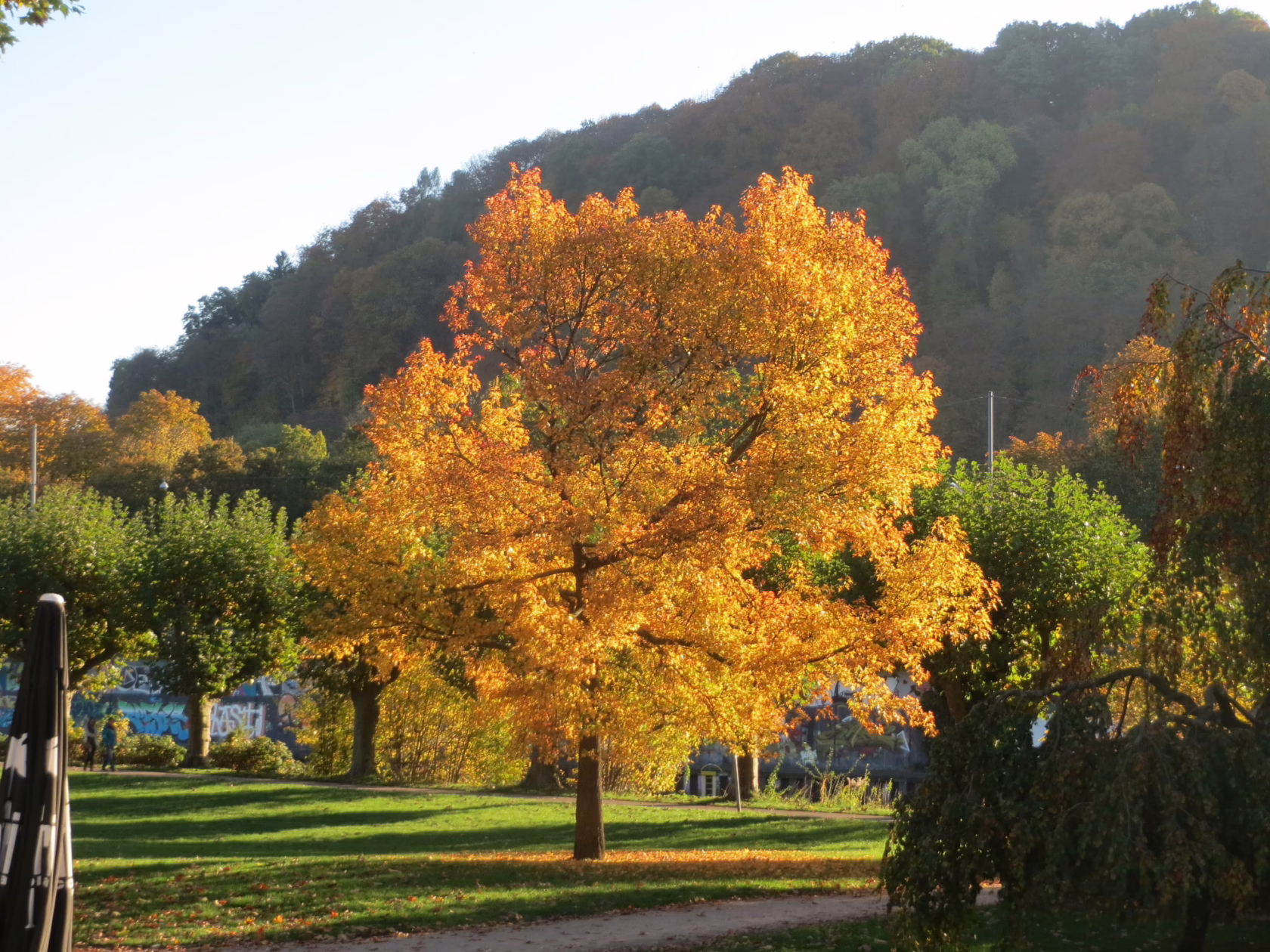 Golden shade tree for paddocks in autumn, its leaves ablaze with fall color against a background of green hills and other trees. A path leads through the grassy area near the tree.