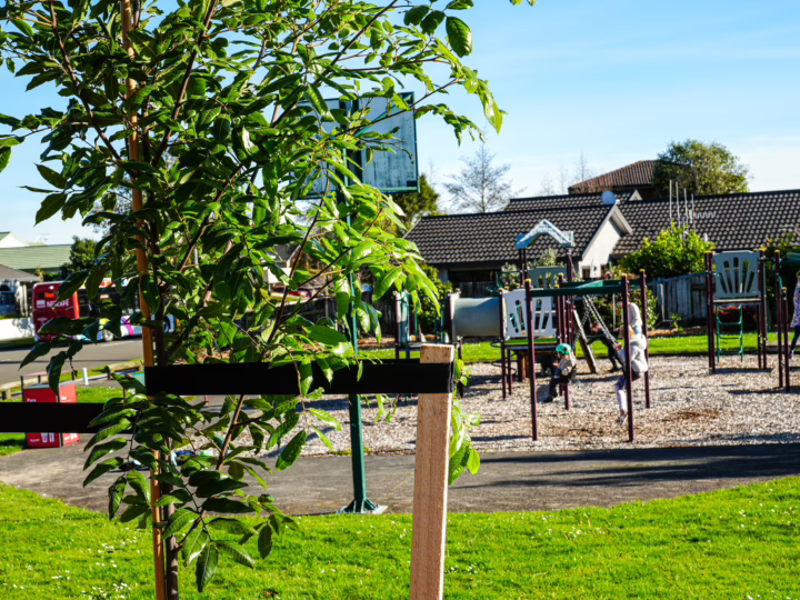A young tree, staked for support, stands on a green lawn near a playground on a sunny day. This summer watering is key for new plants to thrive.