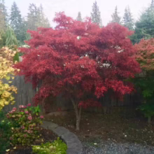 Acer palmatum 'Beni-otake': A small Japanese maple with vibrant red foliage, adding a splash of color to any garden.