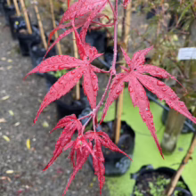 Acer palmatum 'Beni-otake' with vibrant red, finely dissected leaves glistening with water droplets in a nursery setting.
