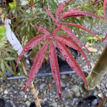 Acer palmatum ‘Beni-otake’ leaf: Striking red, deeply lobed foliage glistens with water droplets, showcasing its unique, slender form.
